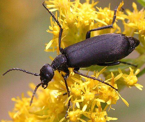 blister beetle warts