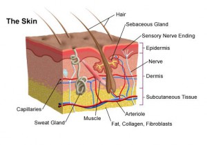 plantar wart treatments skin